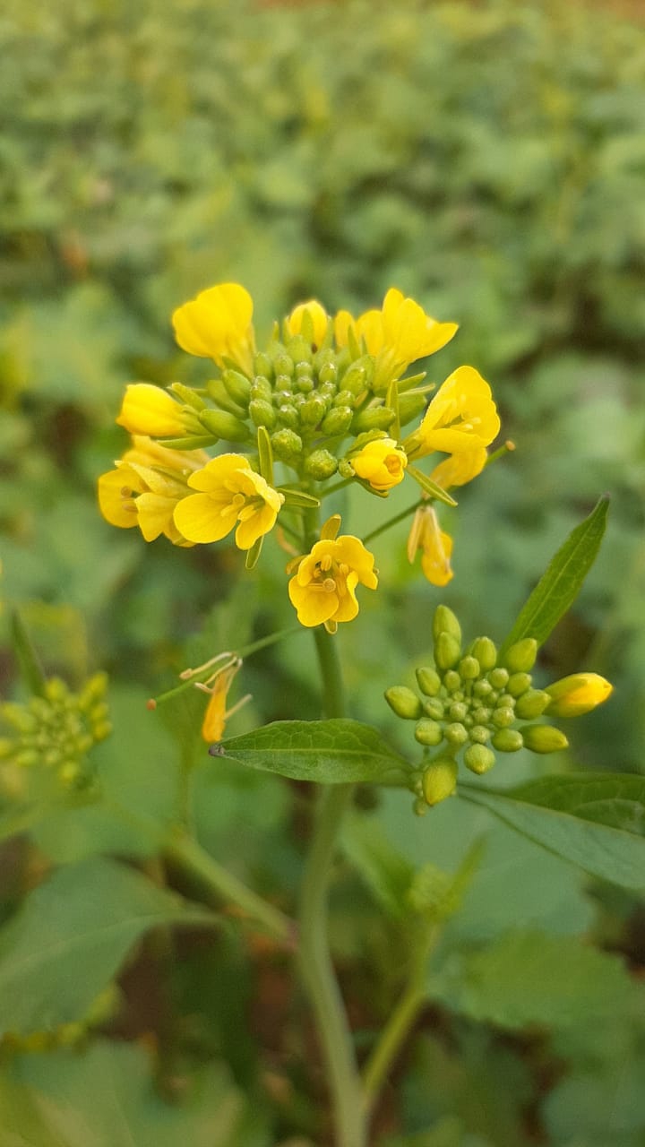 bud