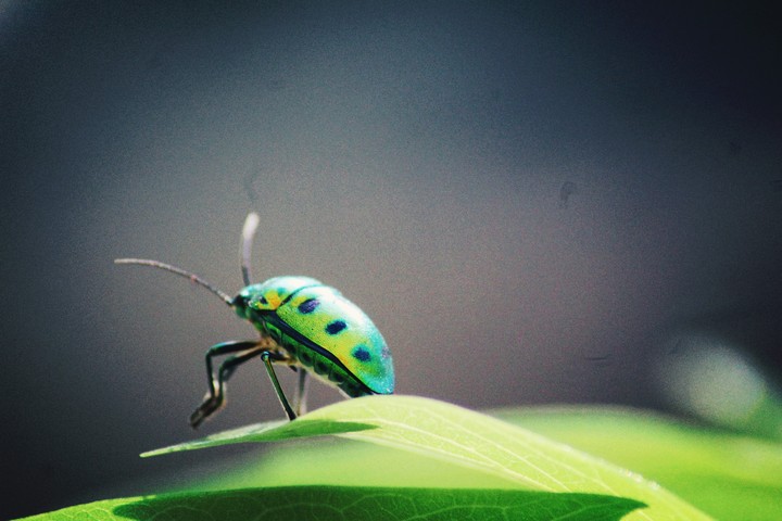 Bug On