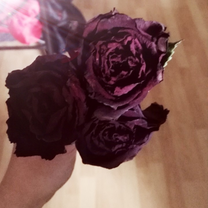 purple sweet roses