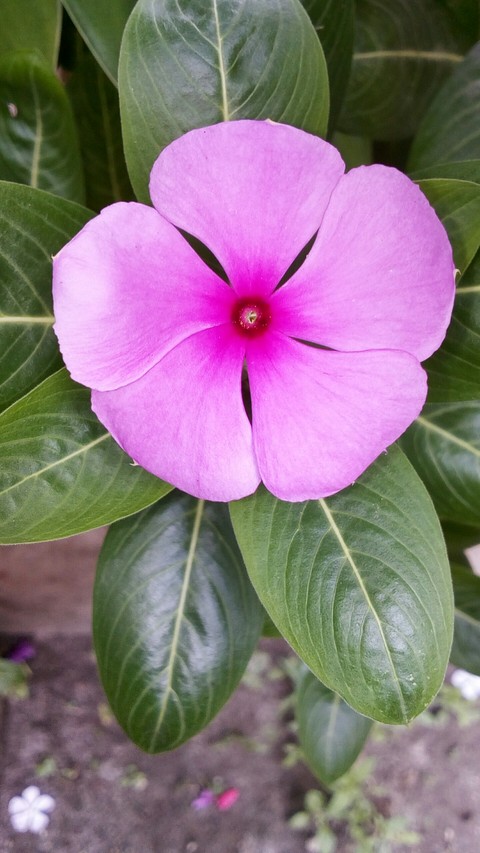 Blossom