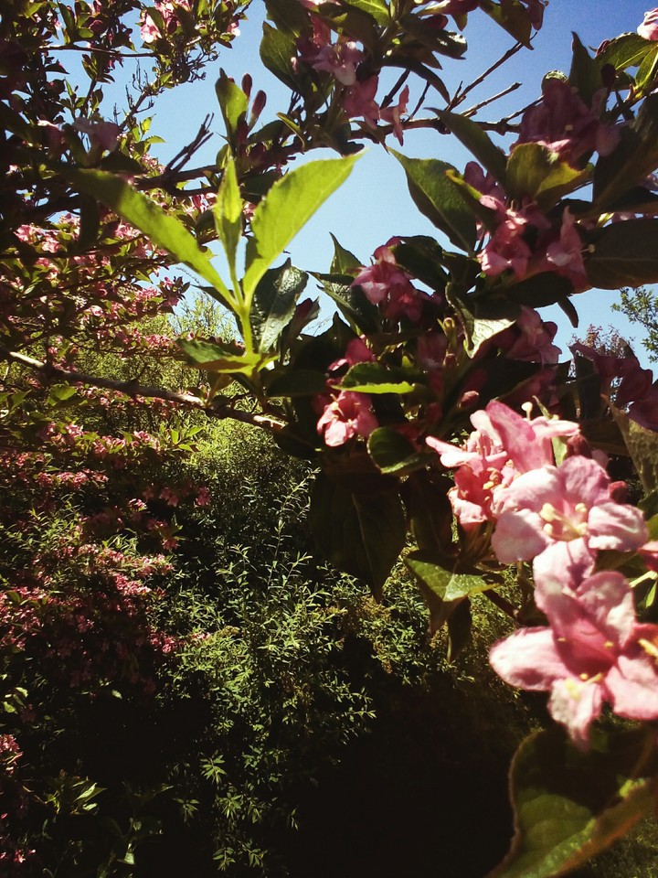Flowers