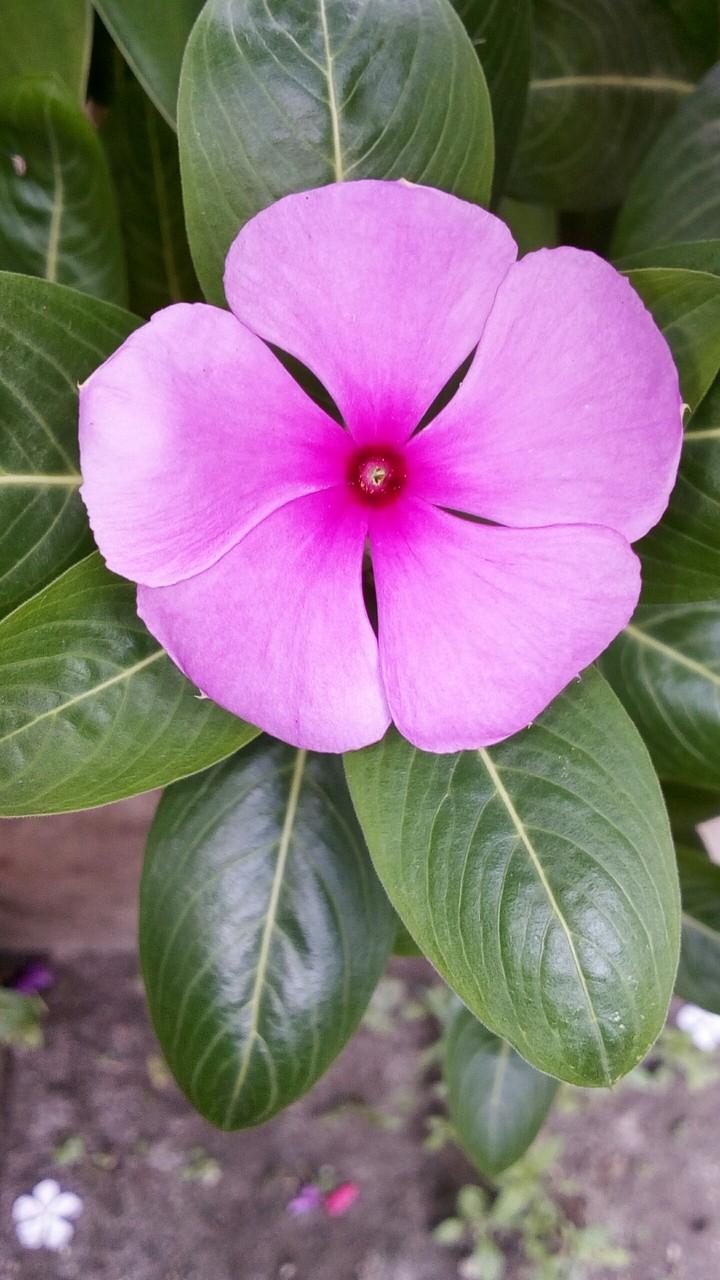 Blossom