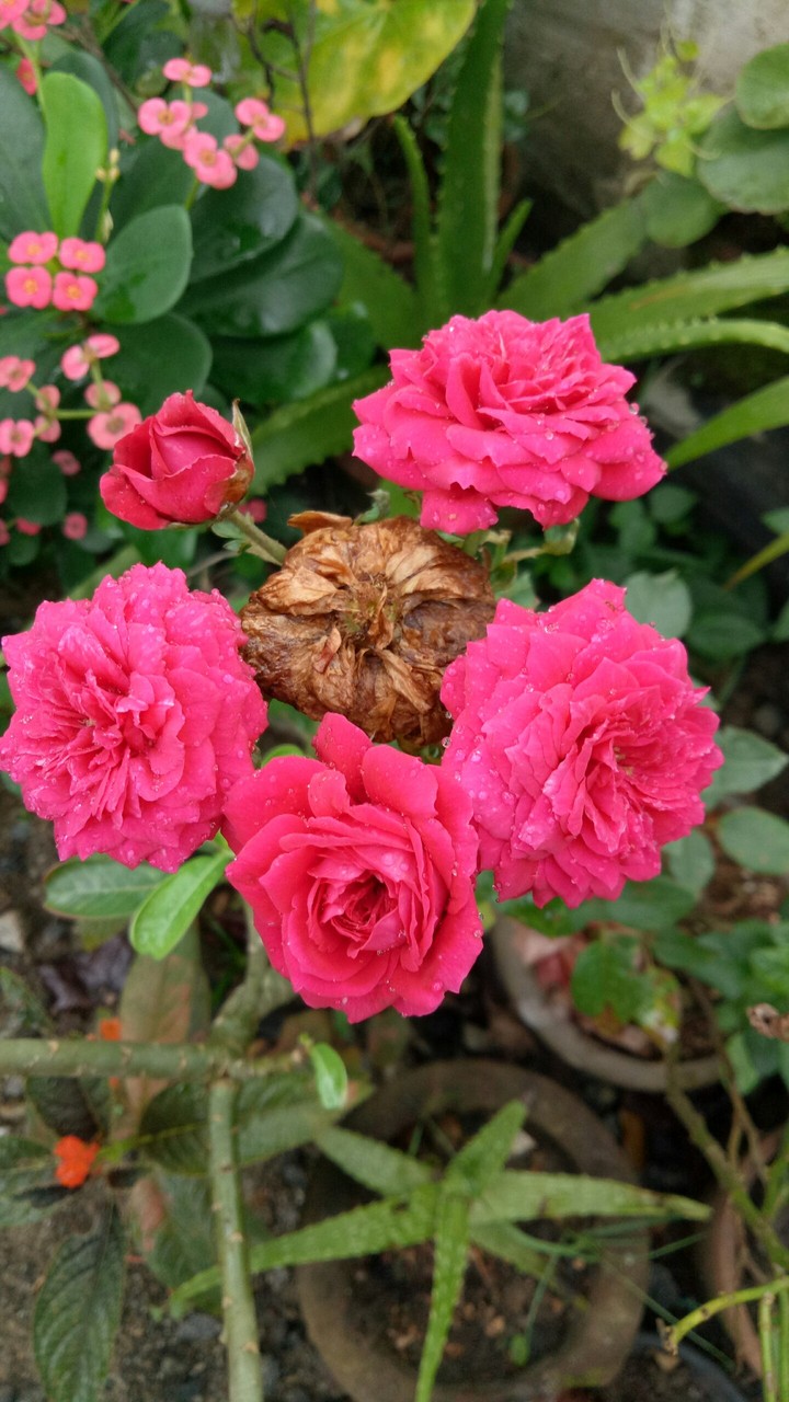 flowers
