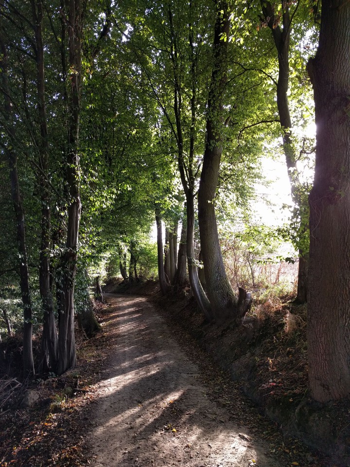 Waldweg im Rheinland