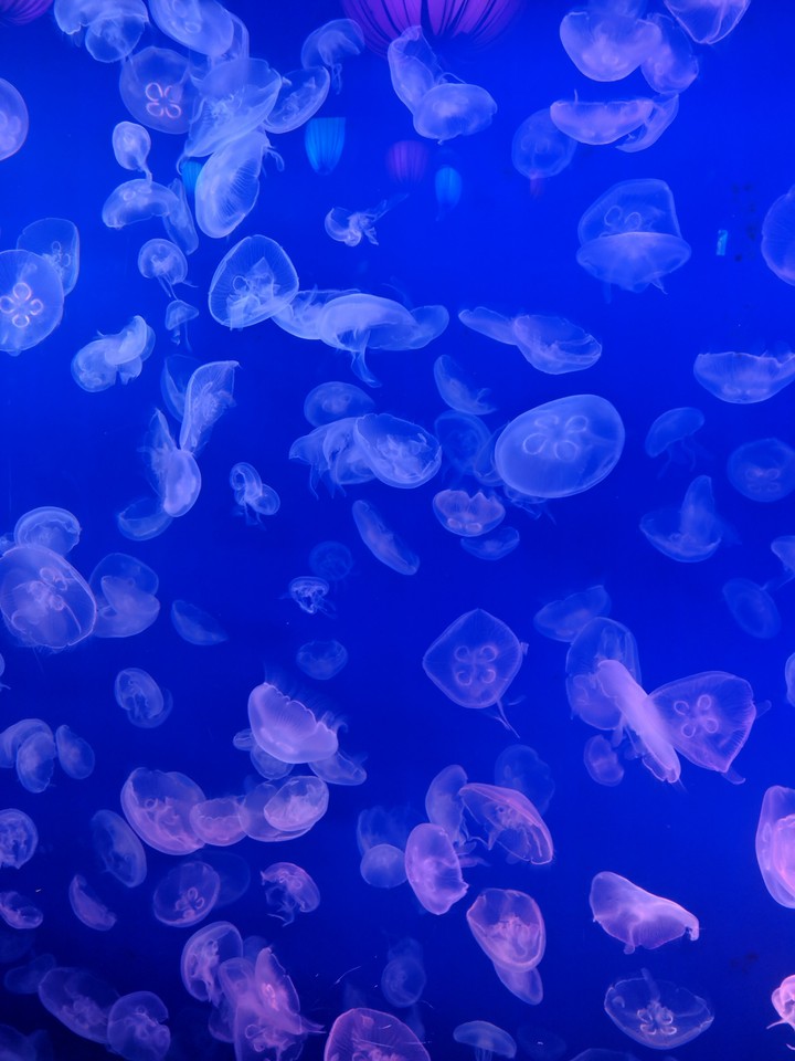 Jelly Fish