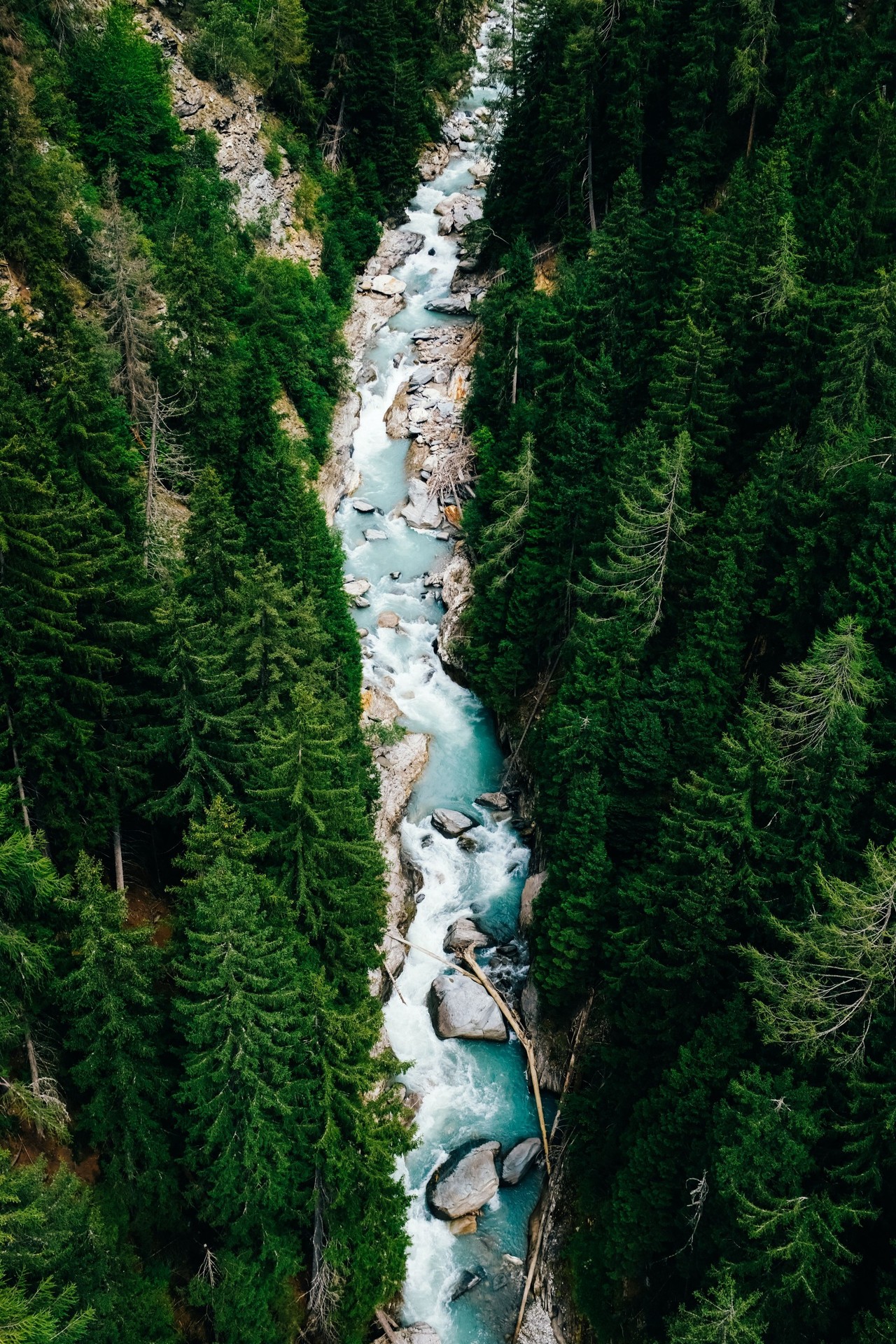 ταπετσαρίες forest, river