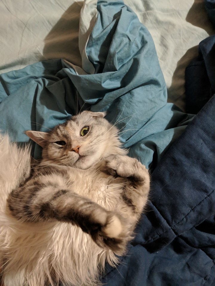 cat's nap