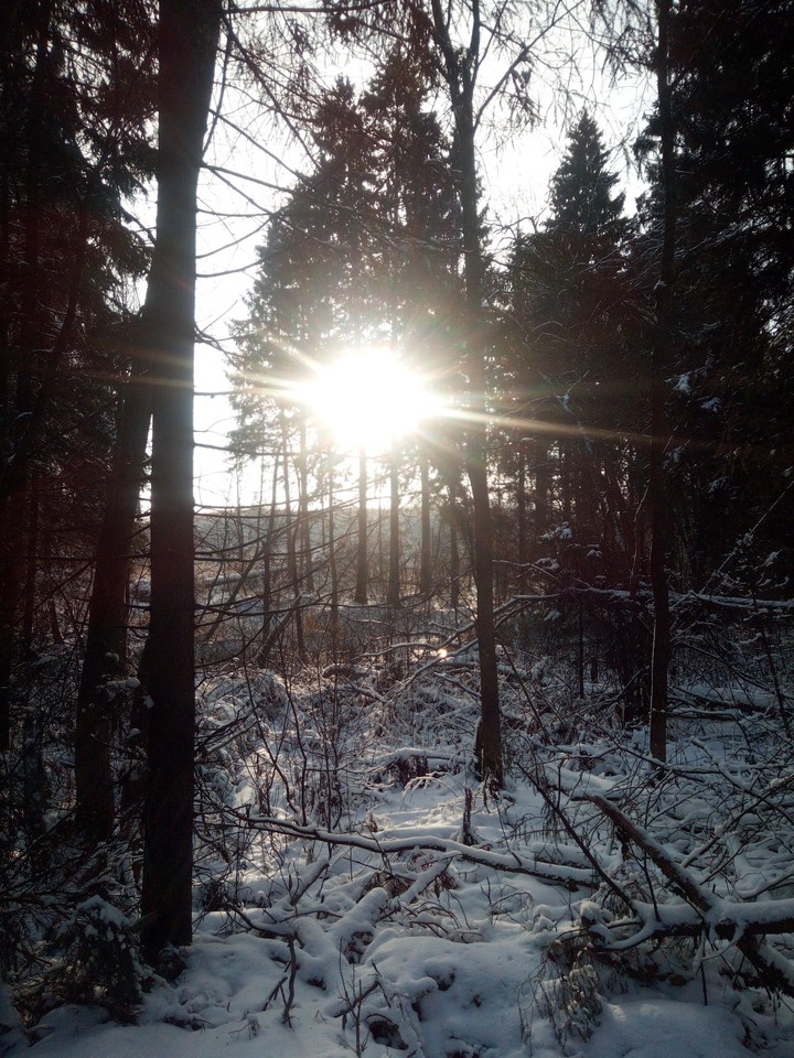 зимний лес