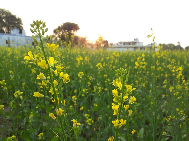 Sunset# sarso # flowers