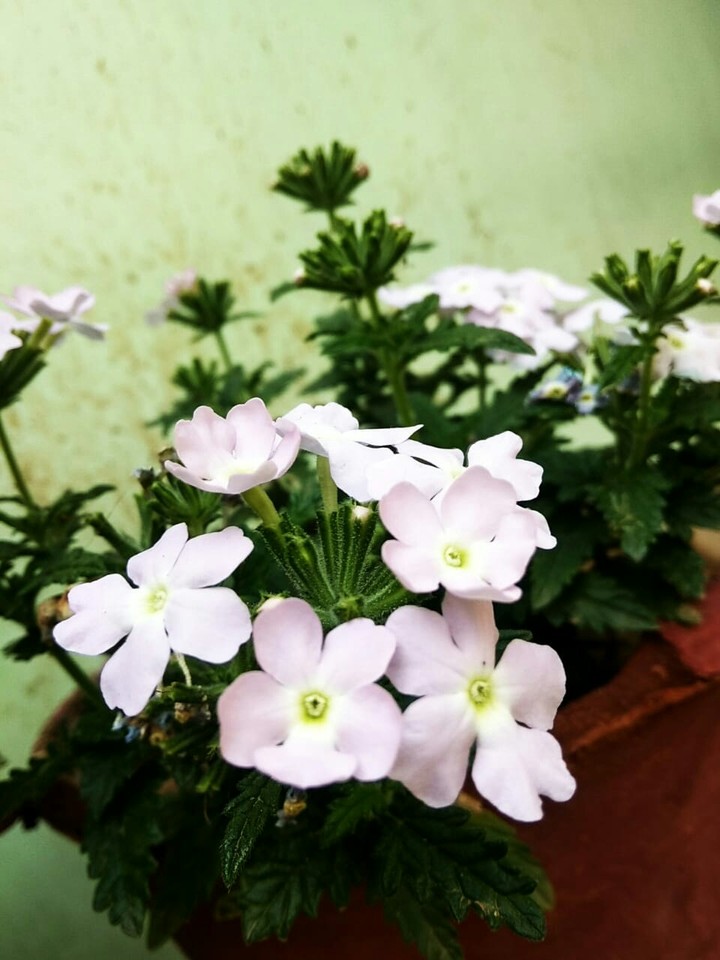 Flowers