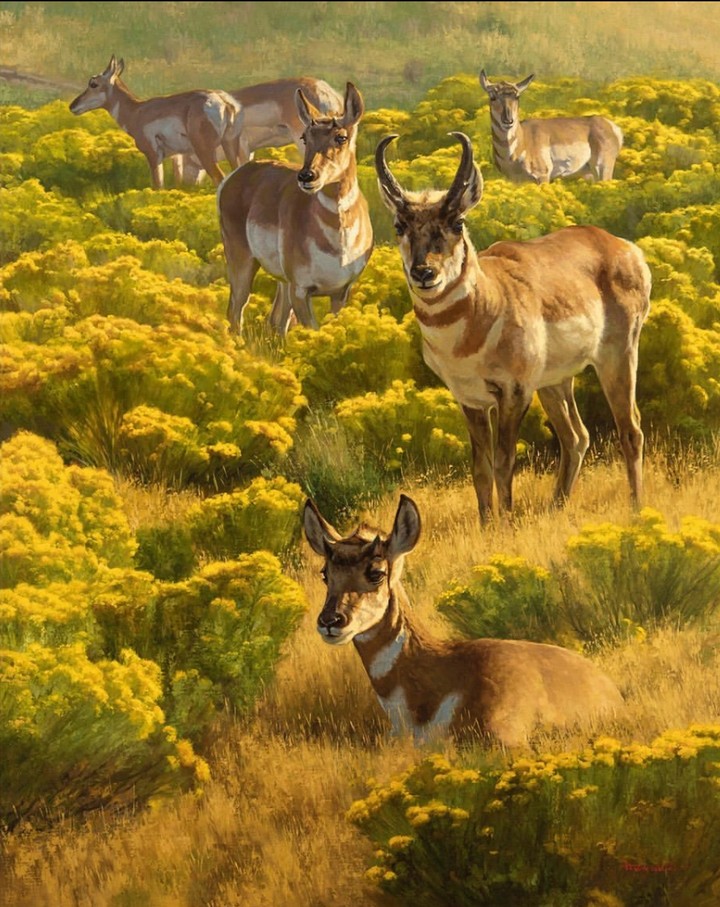 fauna