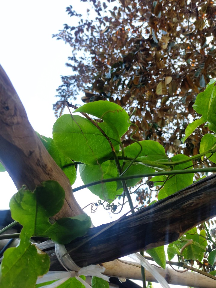 leaf