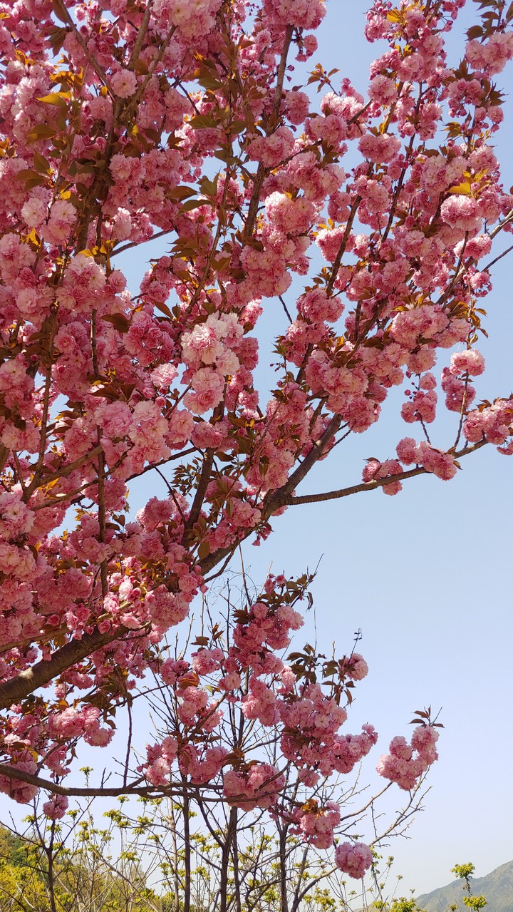 spring