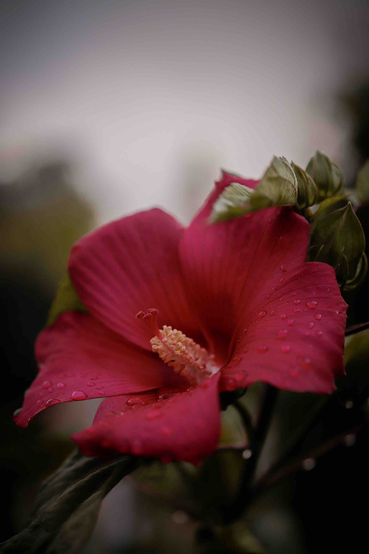 sad flower