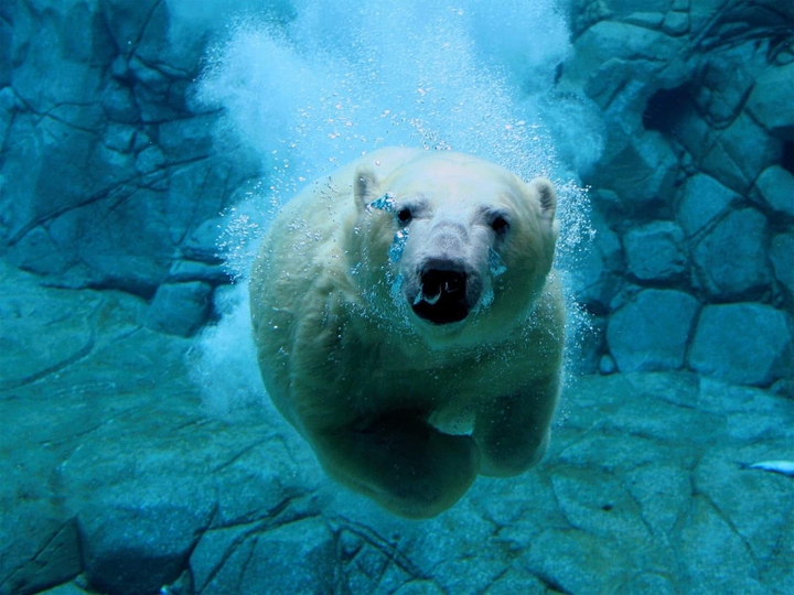 bear