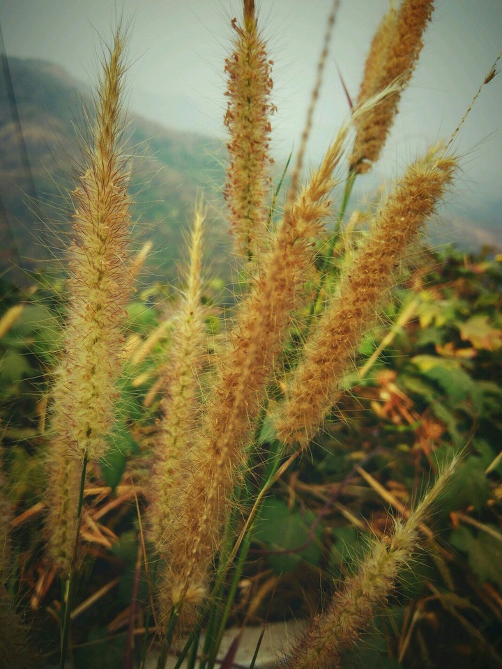 nature