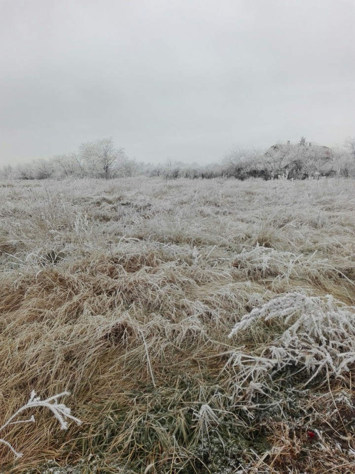 White field