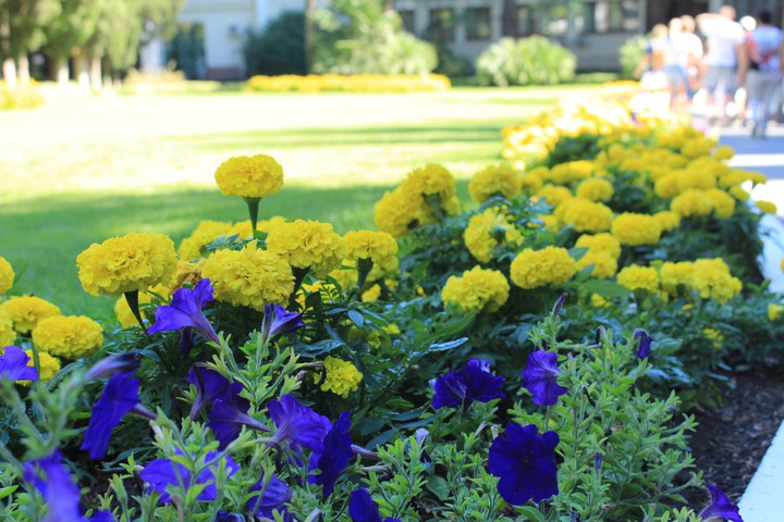 Flowers