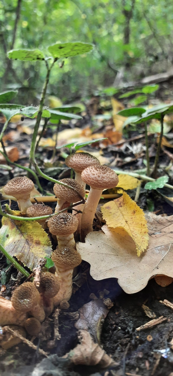 wood, mushrooms, nature
