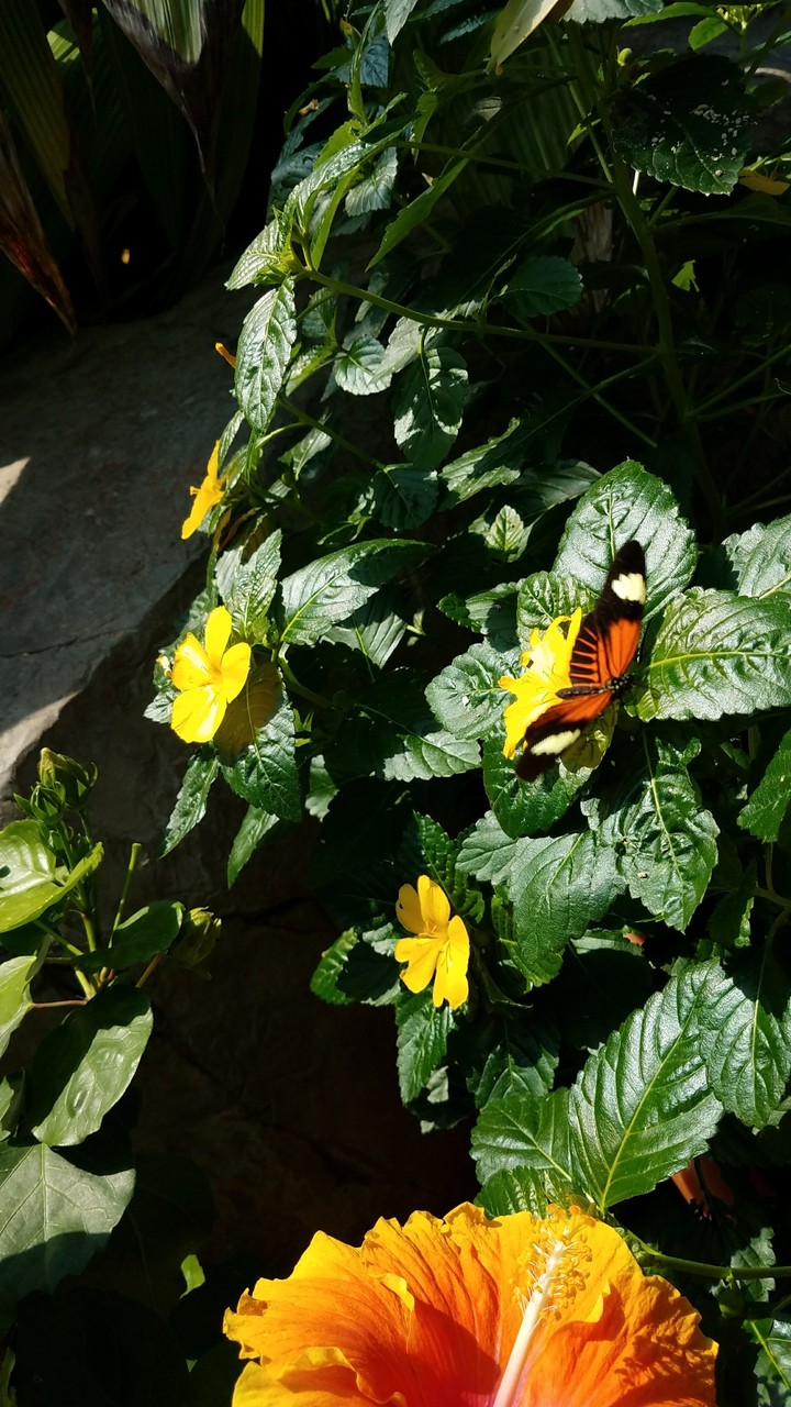 sunrise butterfly