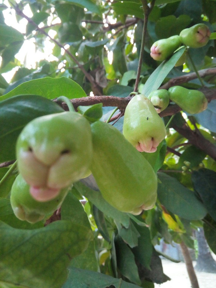fruits