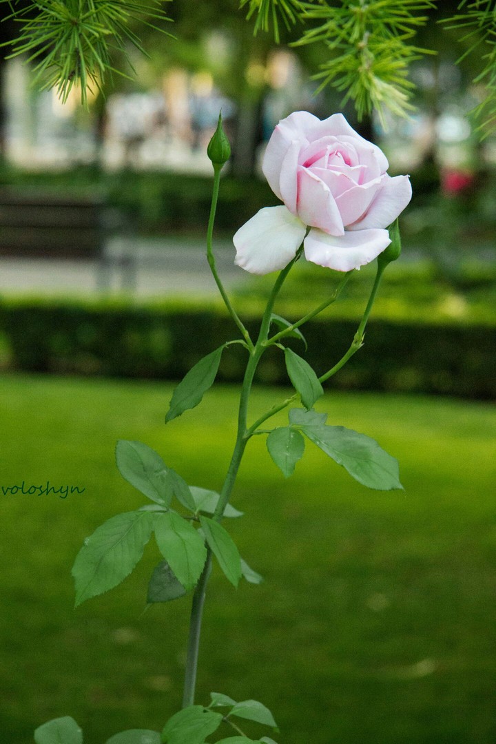 роза, троянда, rosa