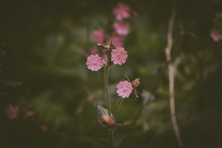 Flowers of Germany