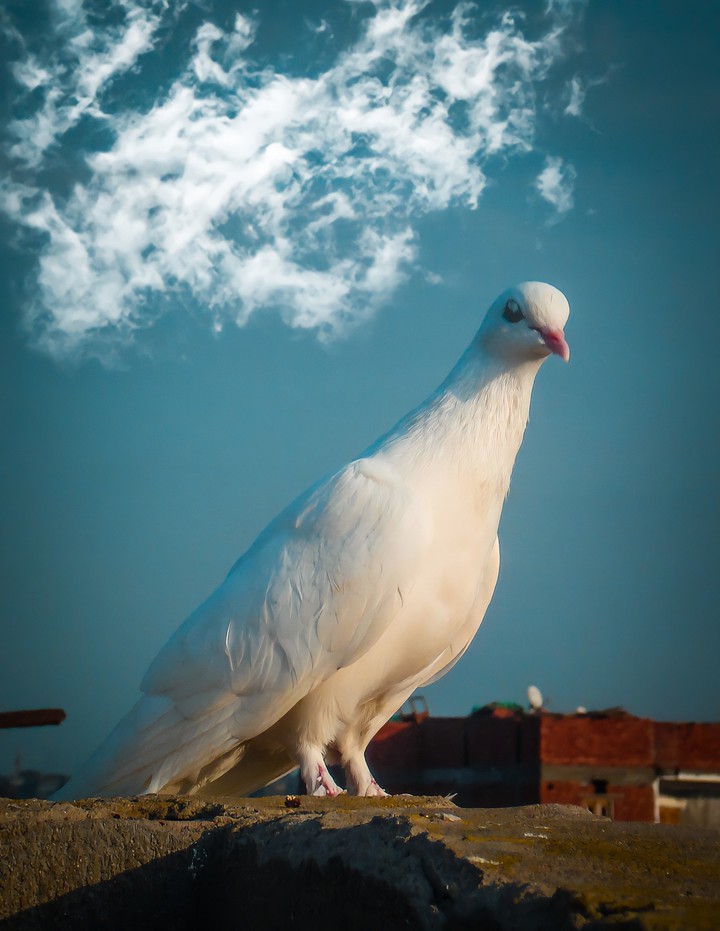 white bird