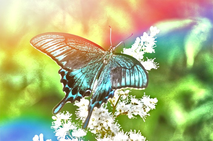 For the Butterfly Girlâ¤