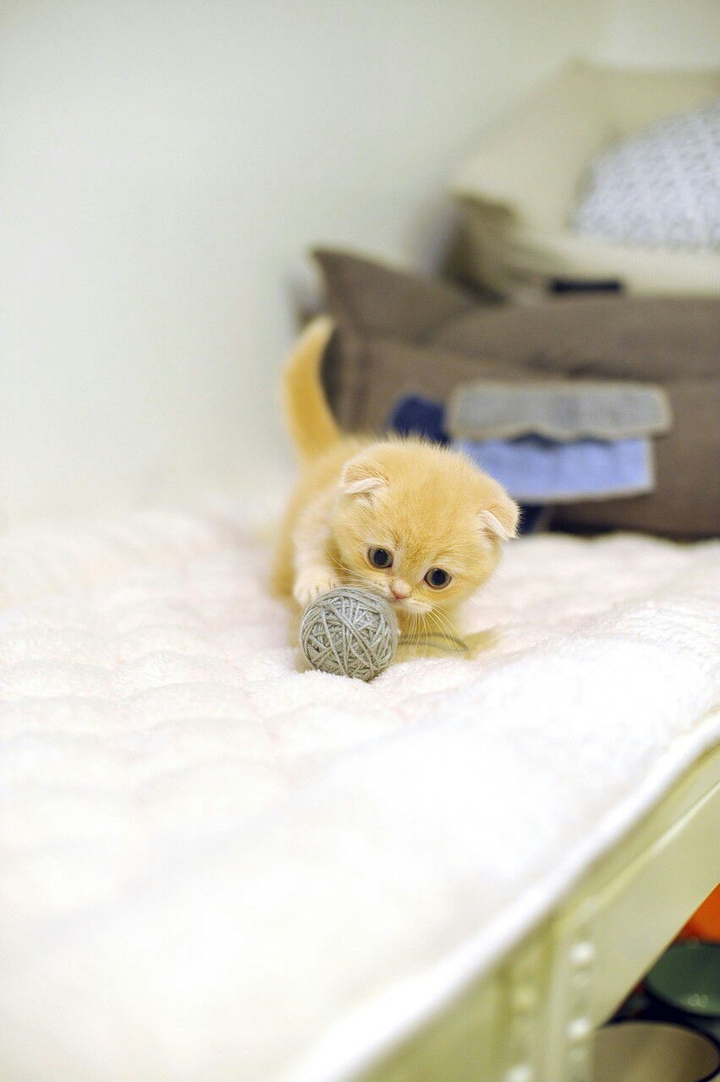 Mini Cat