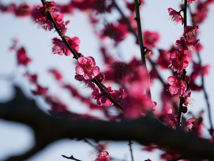 plum blossom