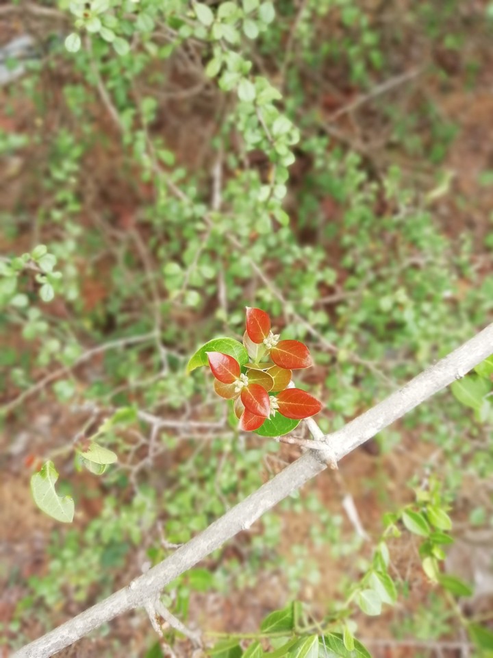Red leaves