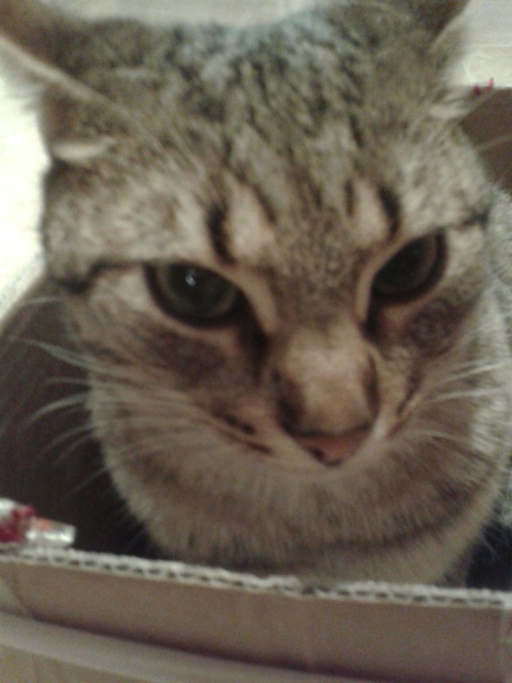 ľ in cazzatura del gatto