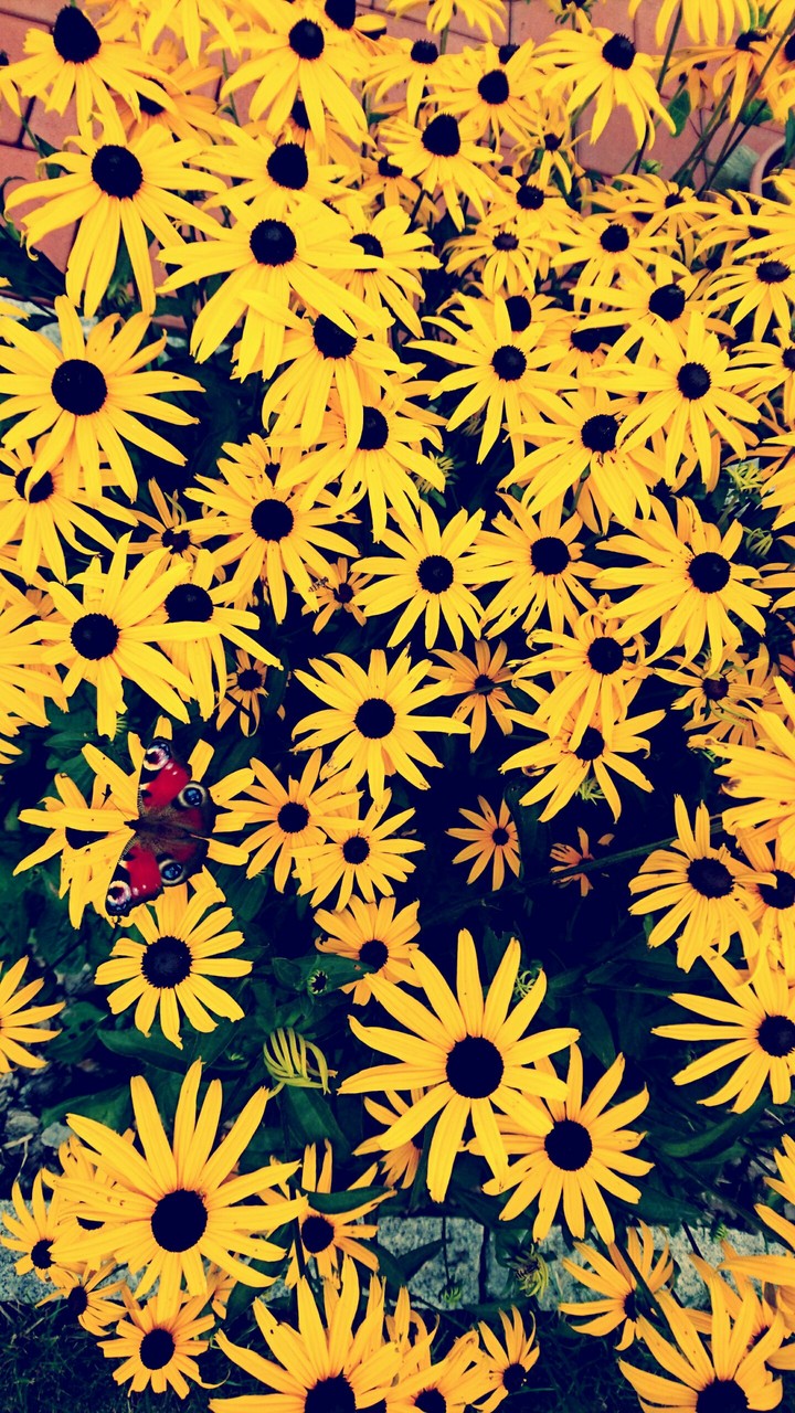 yellow flowers