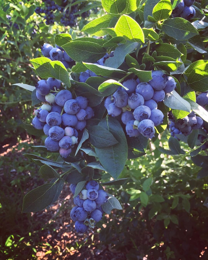 Blueberry