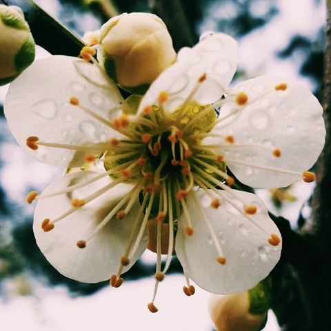 Cherry blosom