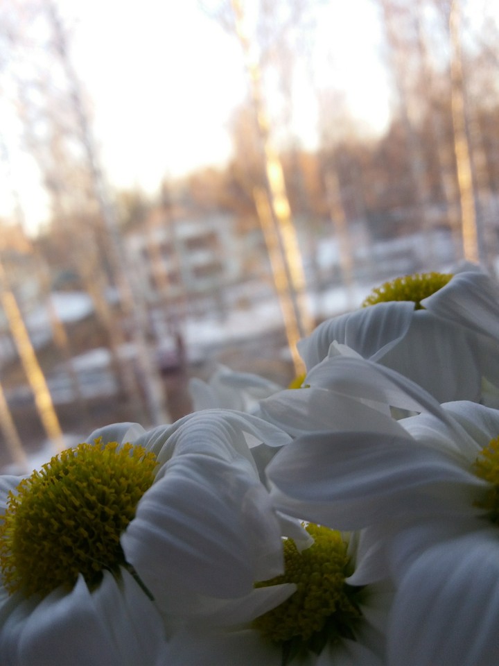 flower