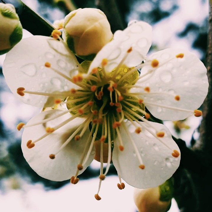 Cherry blosom