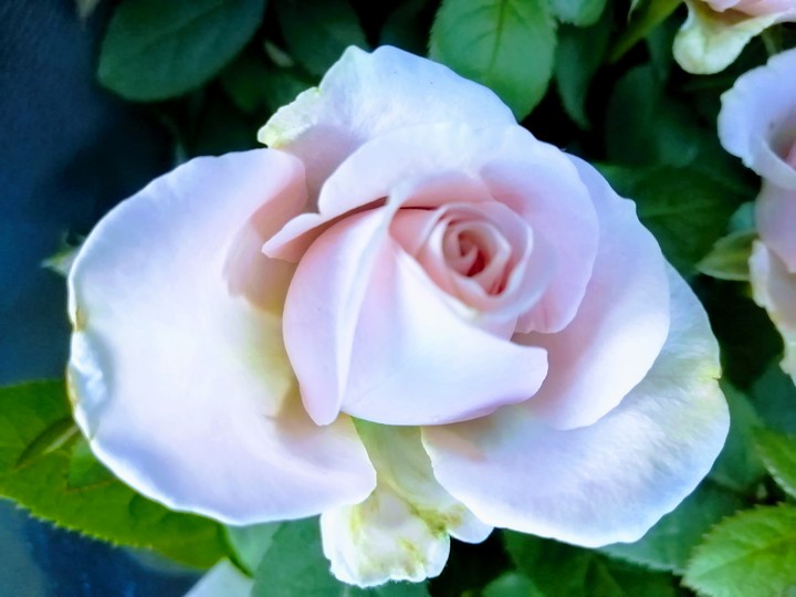 Blume