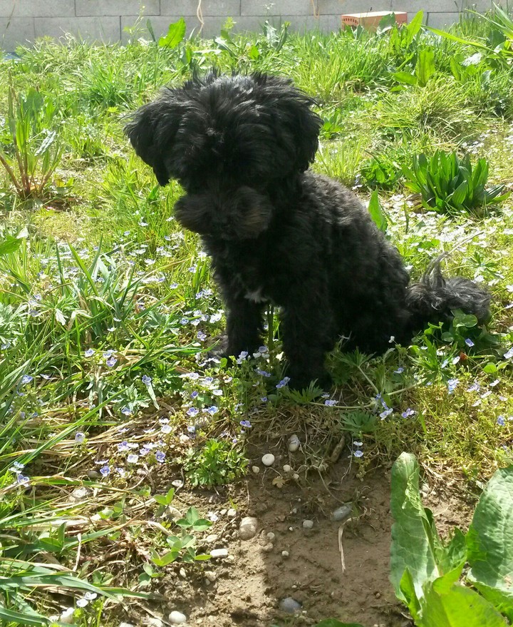 cute dog