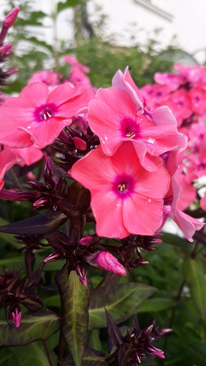 Pink Flower
