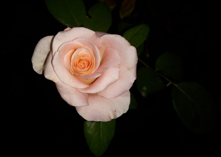 Pinky rose