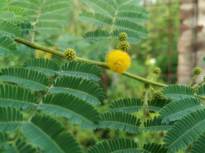 Green..