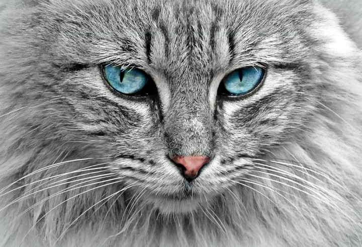 focus