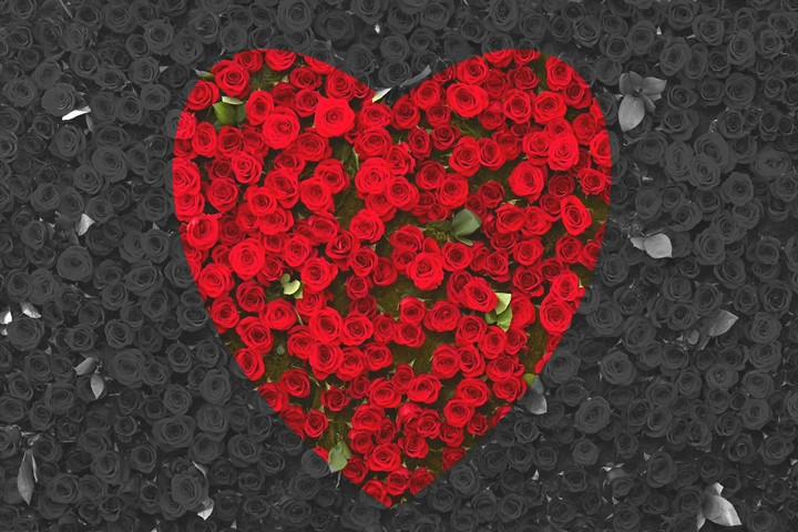 roses