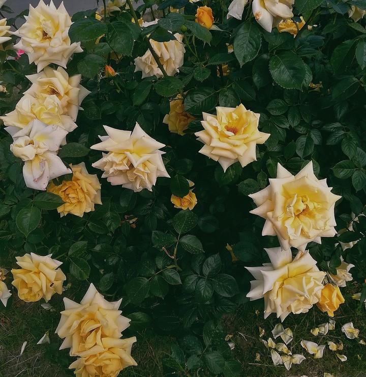 yellow roses