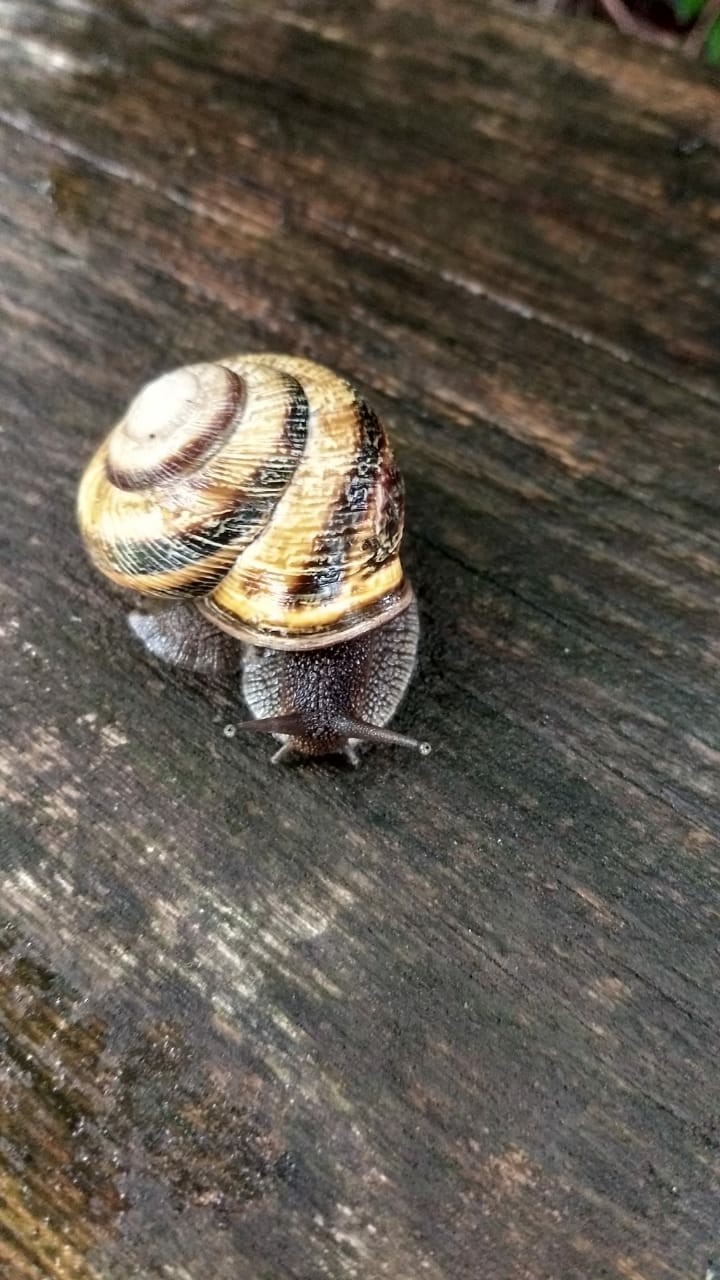 snail