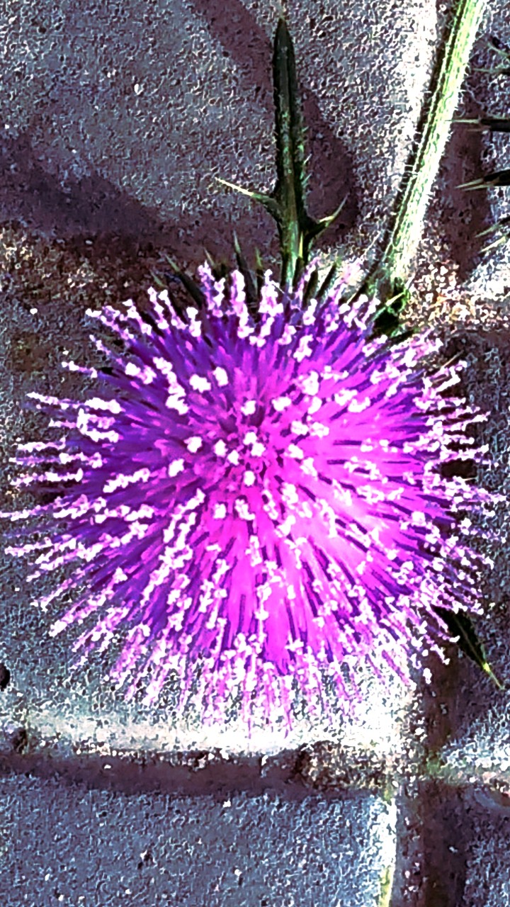 uni k