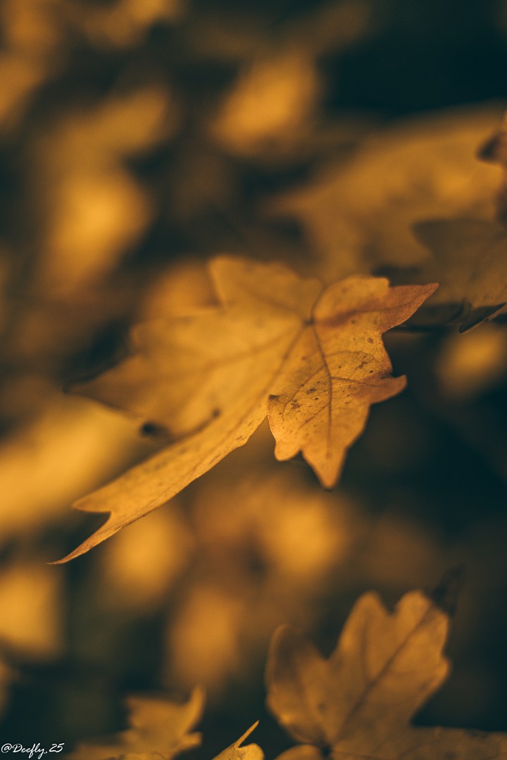 autumn mood ?