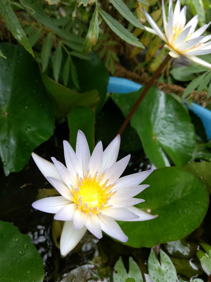 lotus
